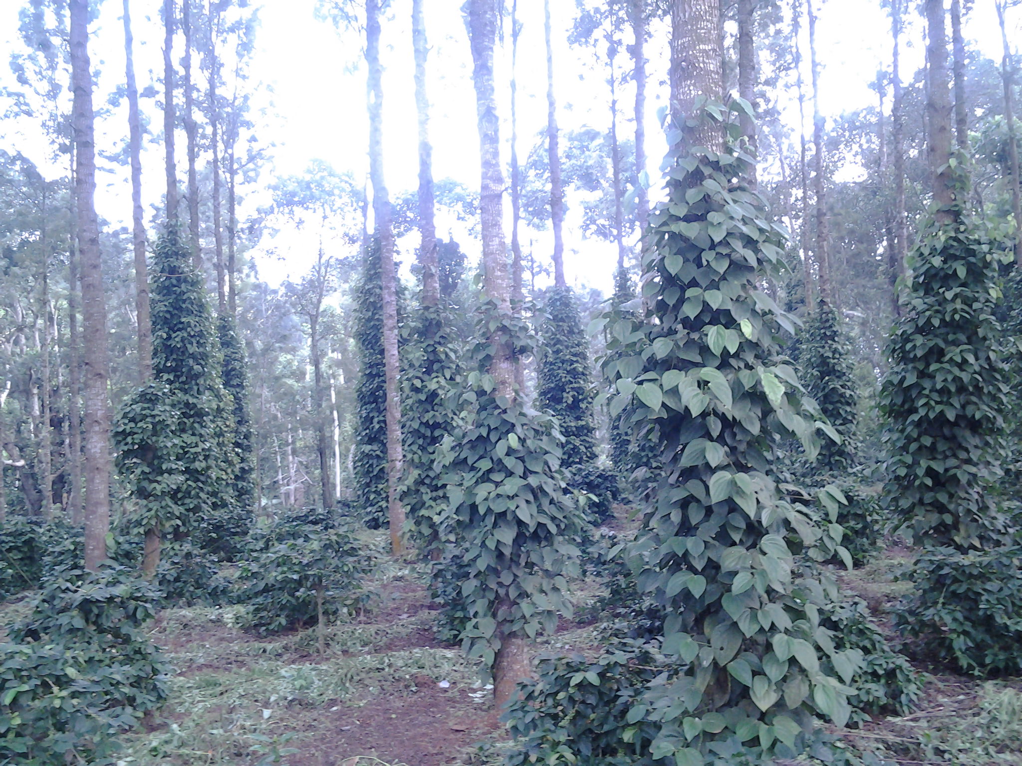 Chennai to Kolli Hills Tour Package