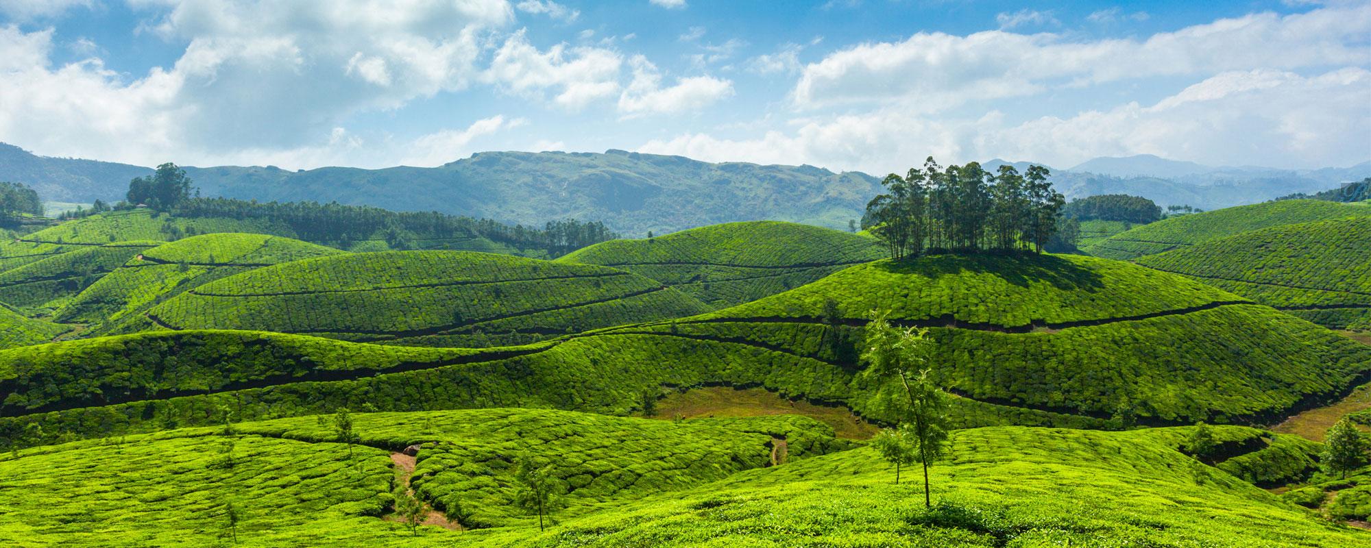 Chennai to Munnar Tempo Traveller Rental