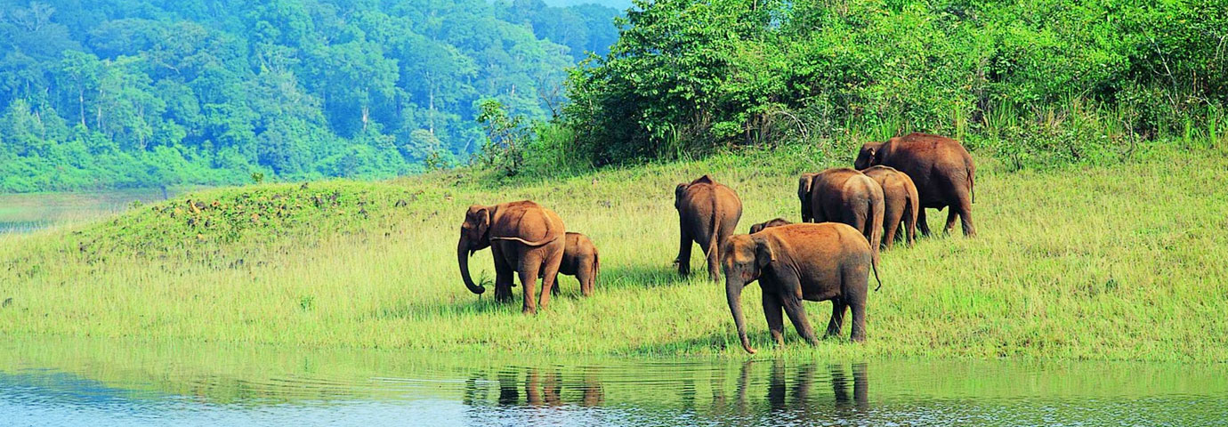 Chennai to Thekkady Tempo Traveller Rental