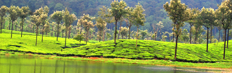 Chennai to Valparai Tempo Traveller Rental | Affordable Tour Packages